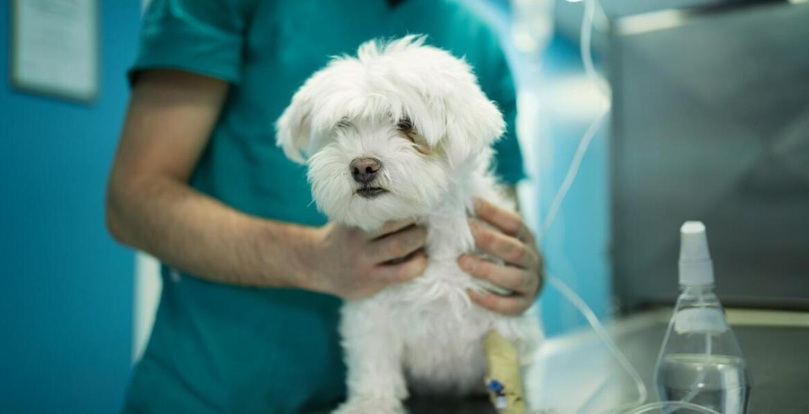 Jak zapewnić swojemu pupilowi zdrowe serce dzięki weterynaryjnej opiece?