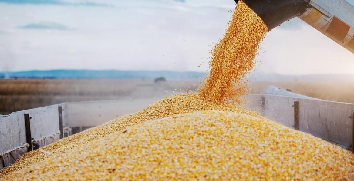 Dlaczego odpowiednie sita są kluczowe dla jakości kukurydzy w zbiorach?
