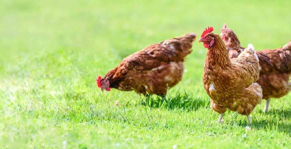 Znaczenie zbilansowanej diety w hodowli drobiu w kontekście rynku małopolskiego