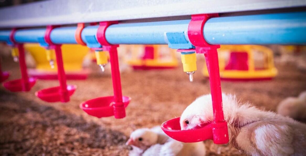 Jak uzdatniona woda wspiera rozwój młodych piskląt?