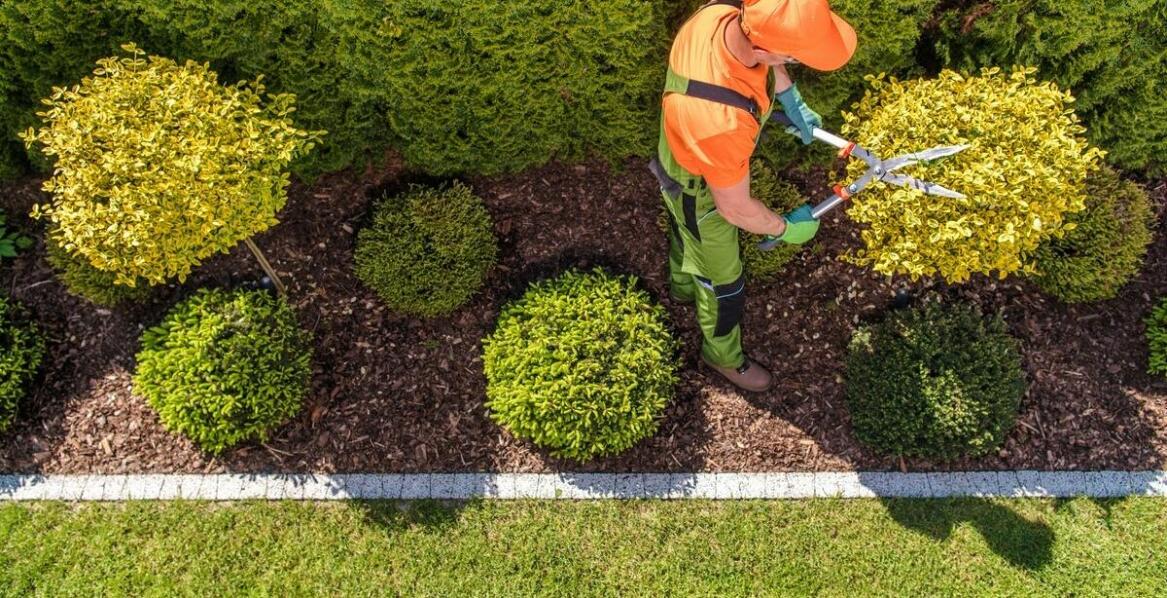 Profesjonalne przycinanie formowanych żywopłotów dla optymalnego wzrostu