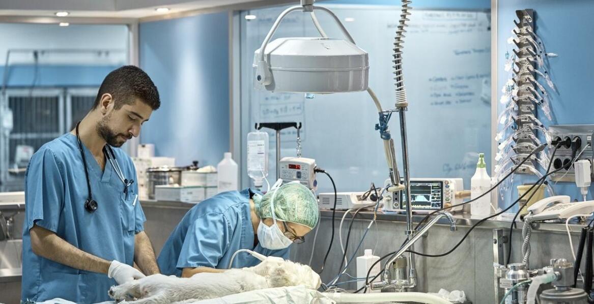 Całodobowy weterynarz: jak zapewniamy szybki dostęp do medycznej opieki?