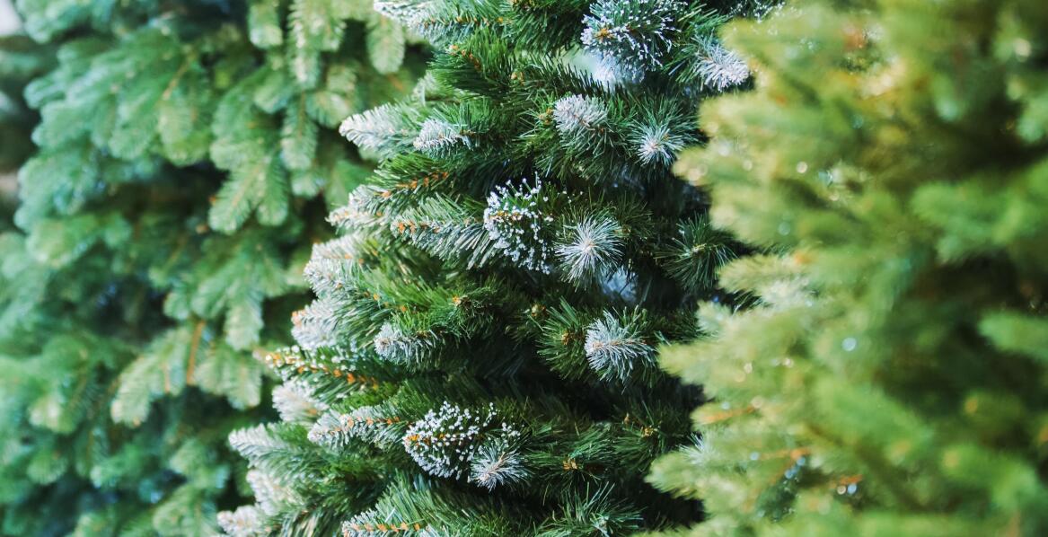 Zalety stosowania świerków srebrnych w formie żywopłotów