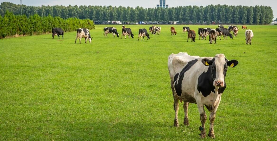 Porównanie różnych źródeł tłuszczu w paszach dla bydła.
