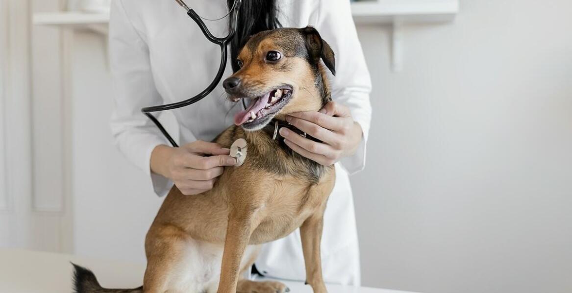 Jakie są korzyści z regularnych wizyt kontrolnych w naszej przychodni weterynaryjnej?