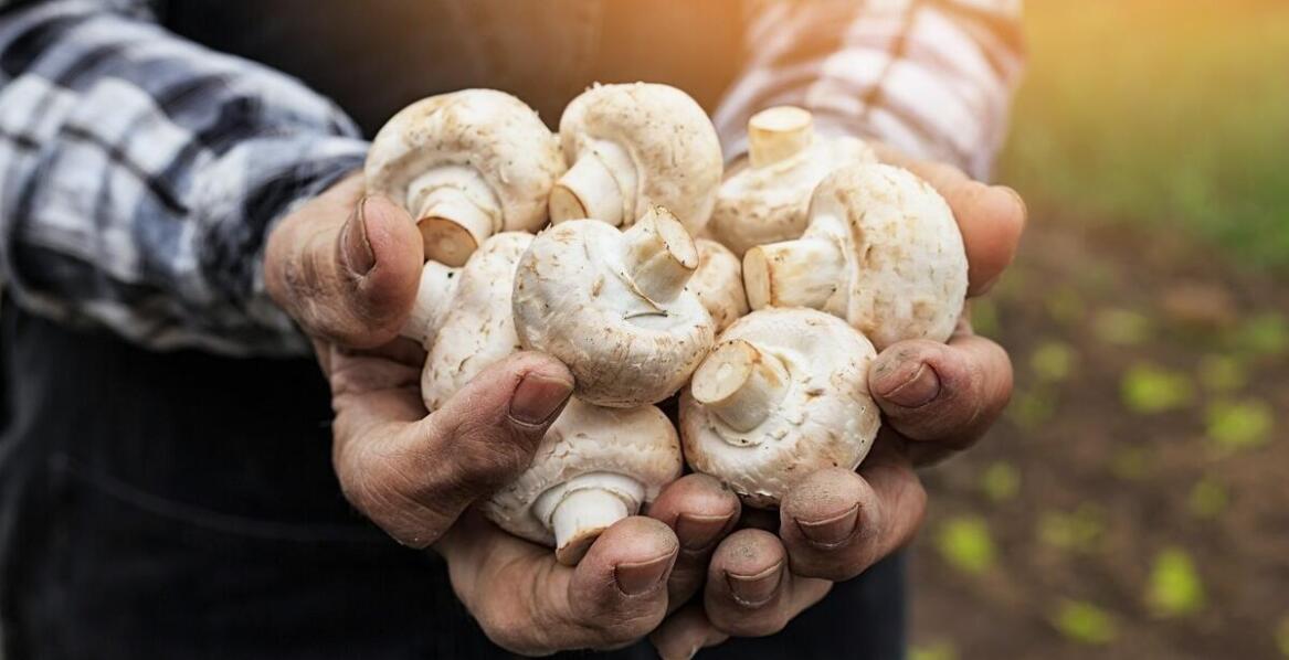 The Impact of Ecological Trends on Choosing a Mushroom Wholesale Supplier