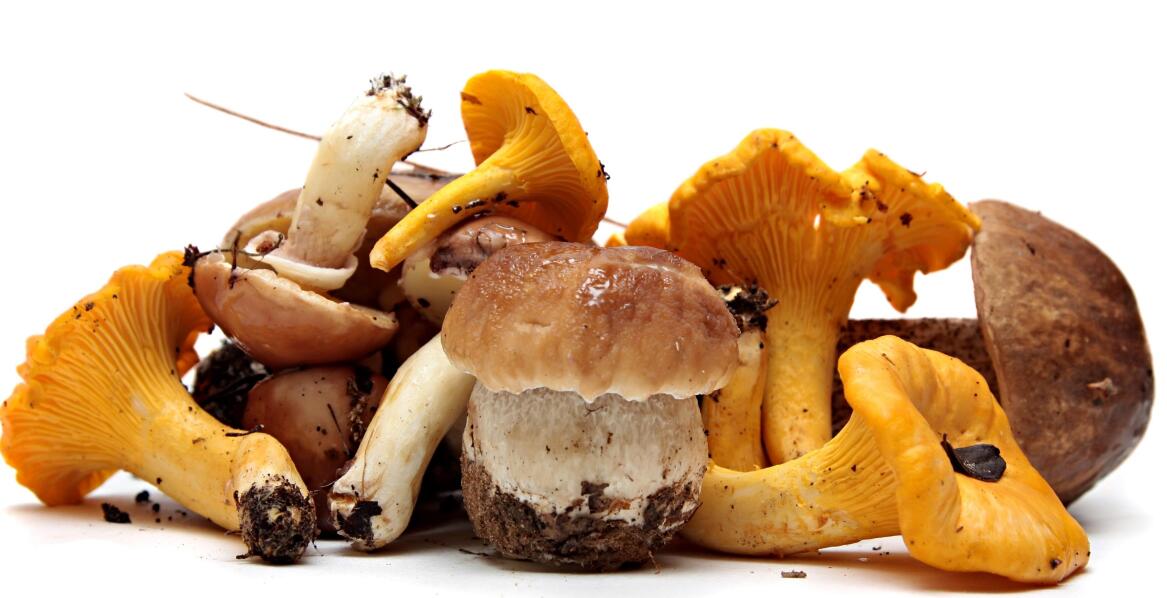 The Role of Mushroom Diversity in Wholesale Offerings for Culinary Creativity