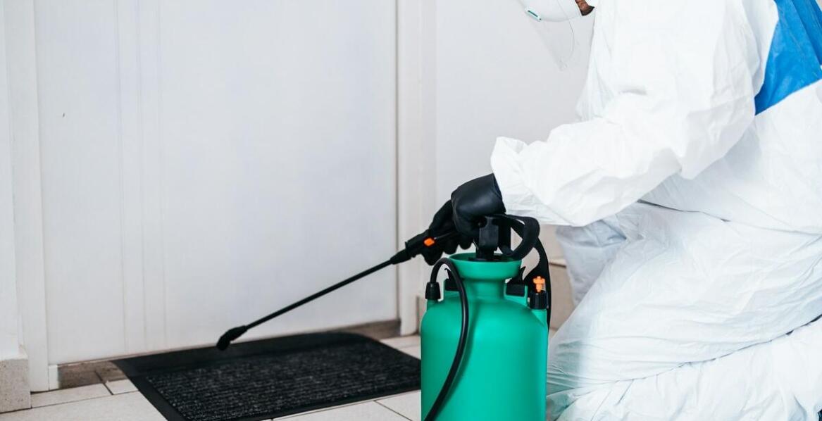 Proces profesjonalnego usuwania pluskiew – krok po kroku