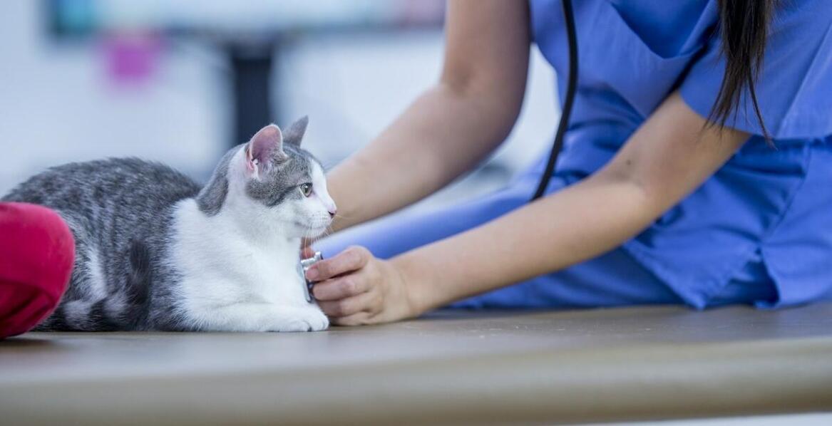 Zapobieganie chorobom zakaźnym u kotów: rola weterynarza w Brwinowie