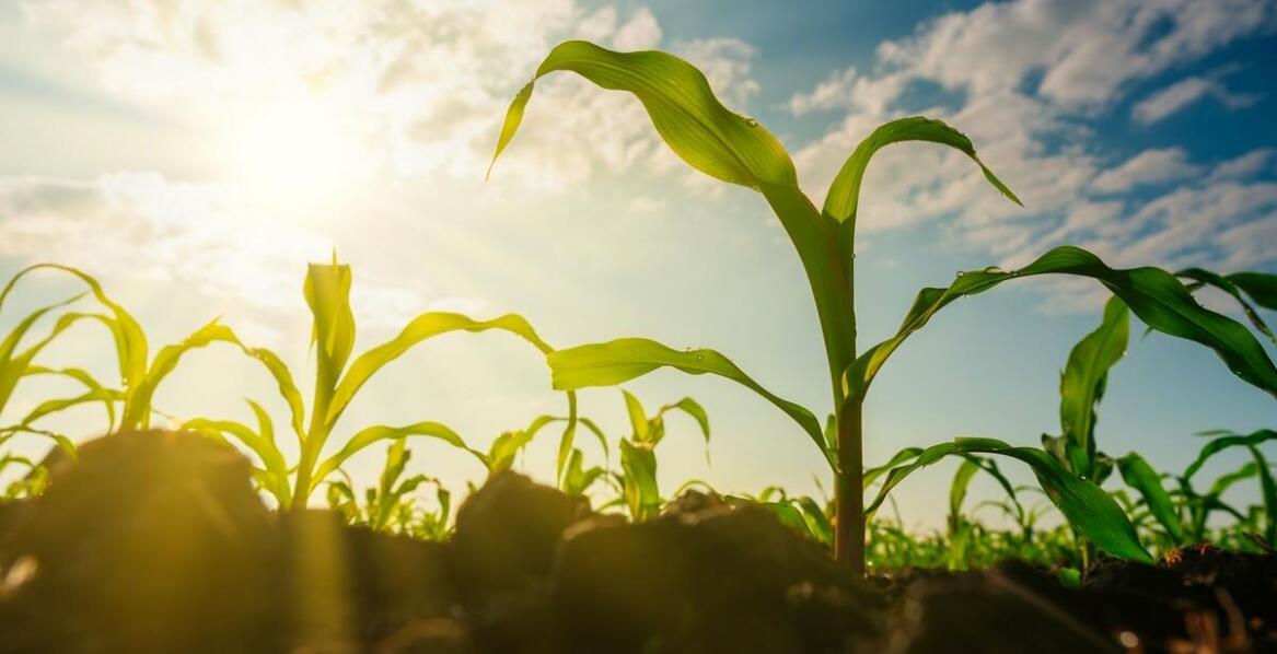 Znaczenie badań gleby w ekologicznym rolnictwie