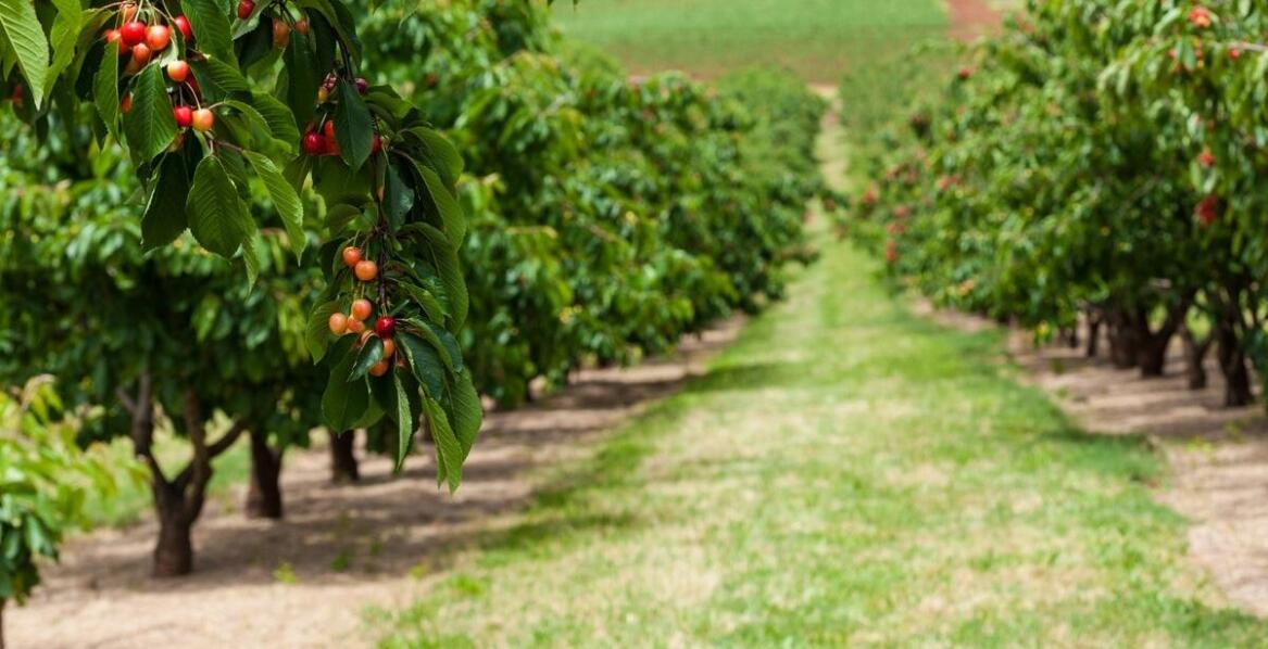 Jakie są korzyści z zastosowania mikoryzy w uprawie malin Polany?