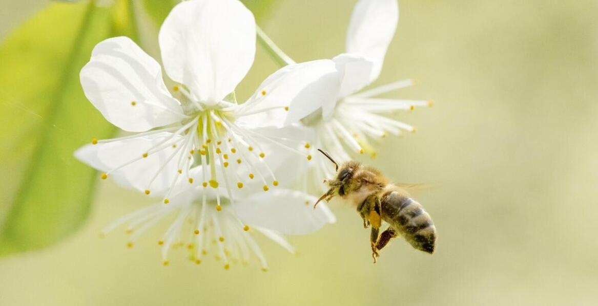 Czy pszczoła może użądlić przez ubranie? Co warto wiedzieć o ochronie?