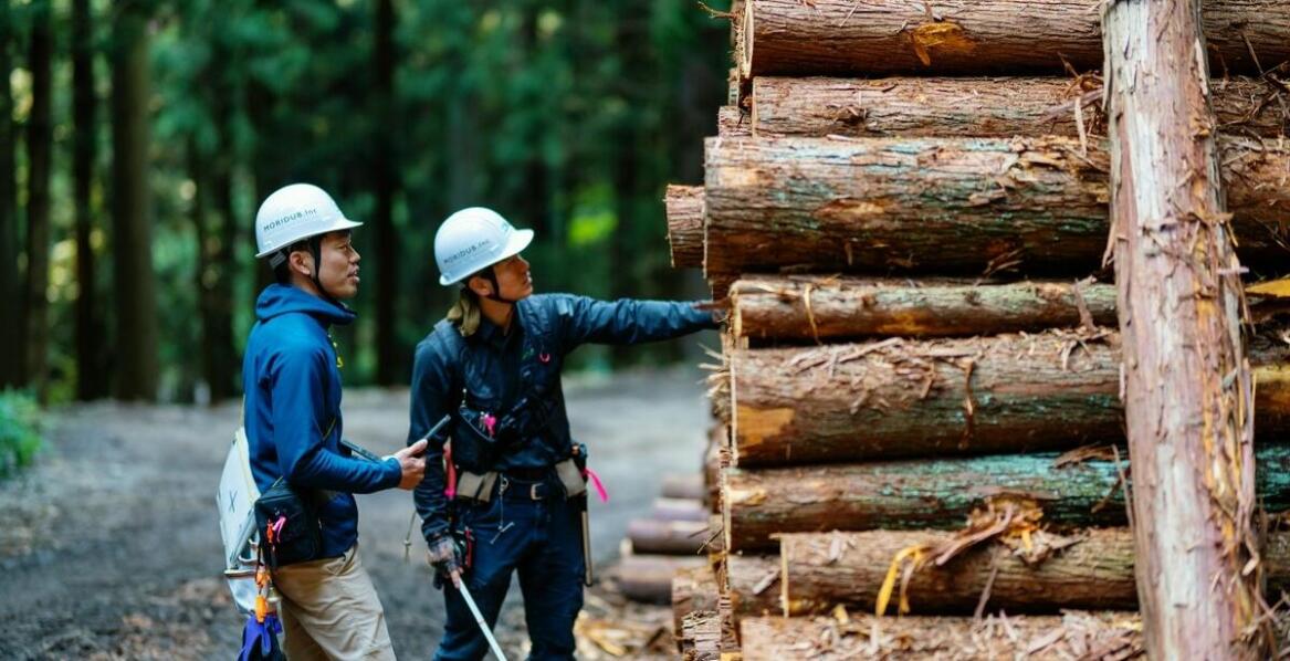 Jak wygląda proces czyszczenia lasów krok po kroku?