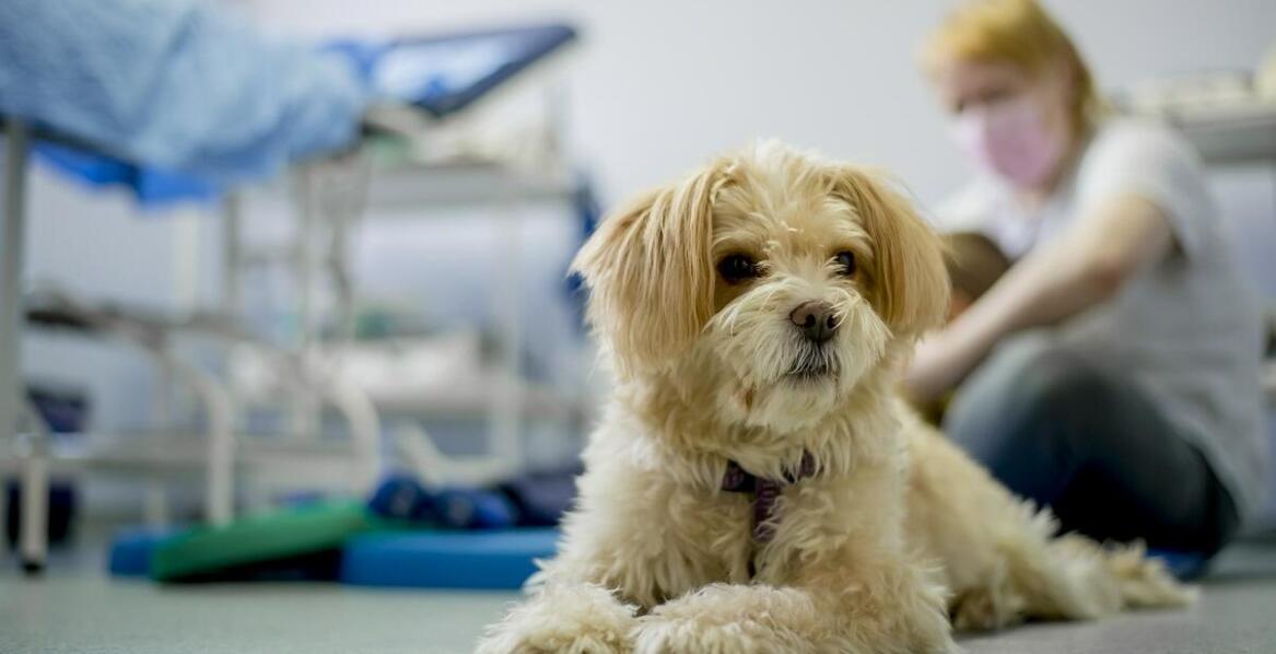 Znaczenie specjalistycznych badań w ofercie weterynarza w Siennicy