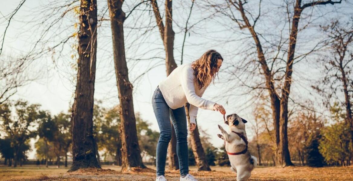 Pastuch dla psa – jak wpływa na relacje między właścicielem a psem?