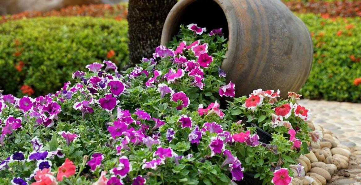 Wybór odpowiedniego nawozu dla surfinii – co warto wiedzieć?