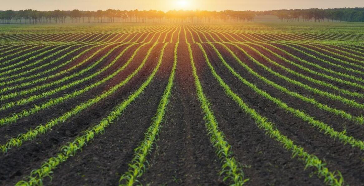 Jak odpowiednie stosowanie odżywek do kukurydzy wpływa na poprawę struktury gleby?