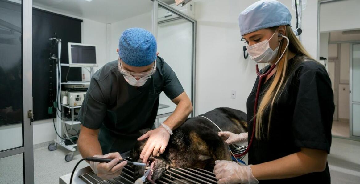 Rola USG szyi w diagnostyce schorzeń u czworonogów