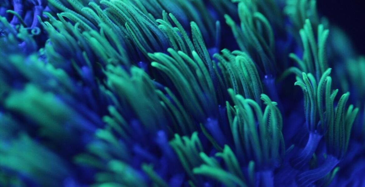 Jak KH miernik pomaga w utrzymaniu zdrowia koralowców?
