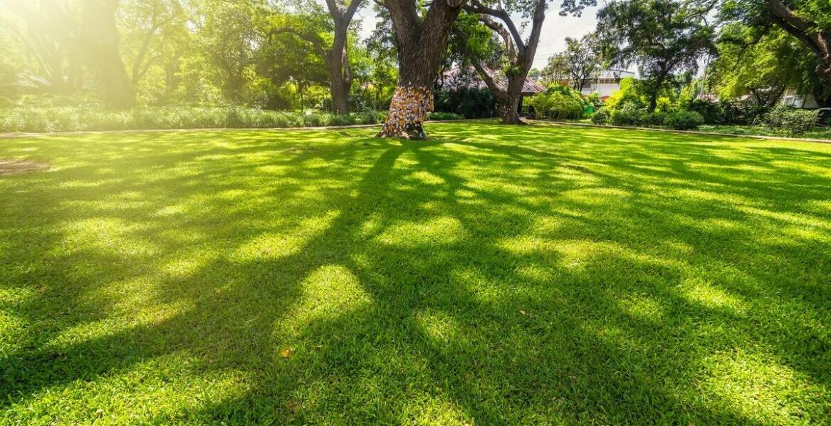 Rola profesjonalnego sprzętu w usuwaniu szerszeni gniazd