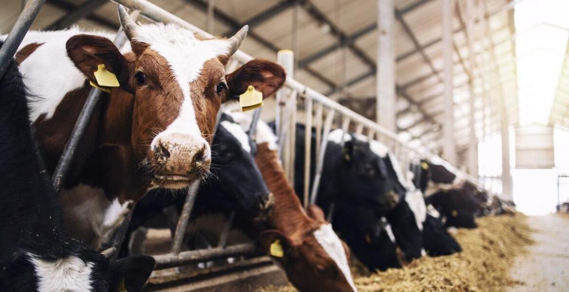 Dlaczego ruszta dla bydła są niezbędnym elementem wyposażenia w oborze?