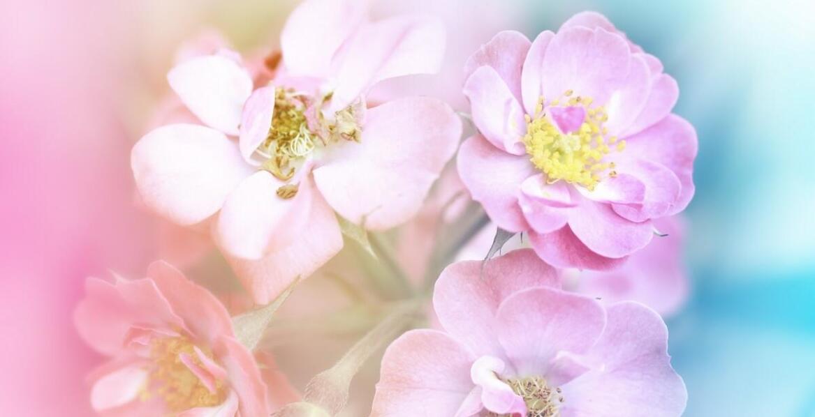 Wpływ Cistus Complex na zdrowe starzenie się organizmu