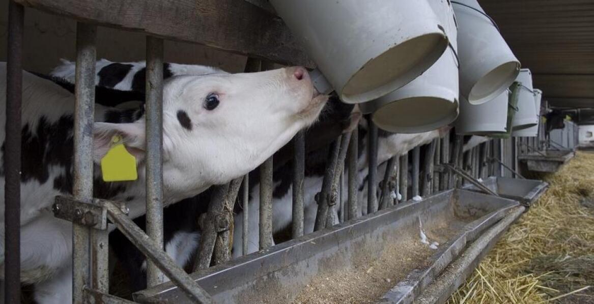 Jakie składniki odżywcze powinny zawierać produkty mlekozastępcze dla optymalnego zdrowia cieląt?