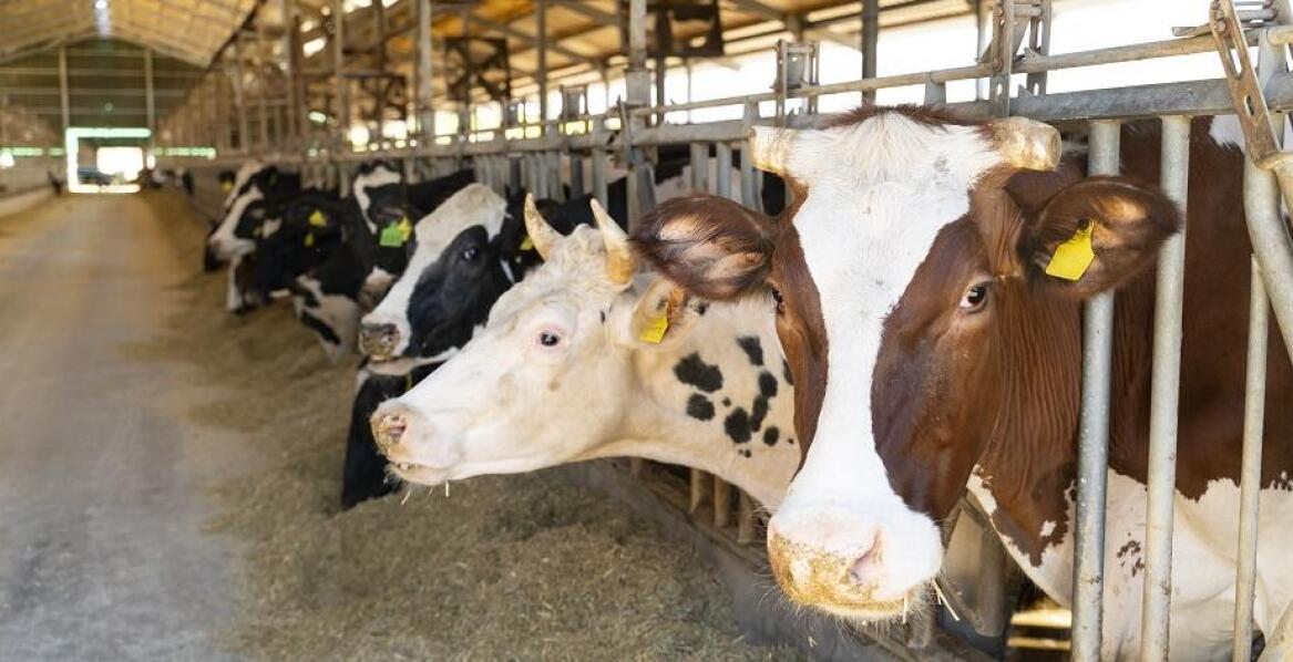Wpływ bolusów na zdrowie wątroby u krów mlecznych