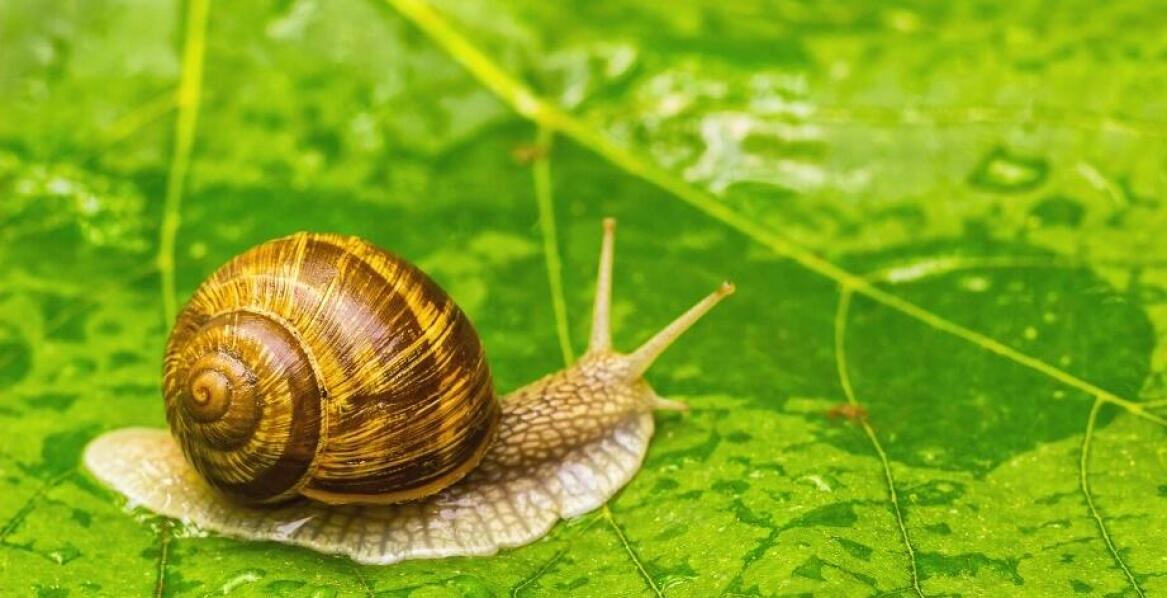 Jak zmniejszyć węglowy ślad w produkcji ślimaków?