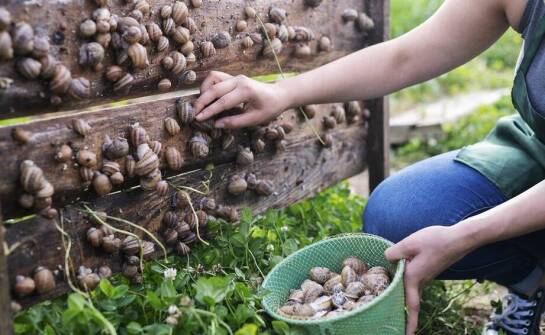 Jak efektywnie zarządzać populacją ślimaków w hodowli?