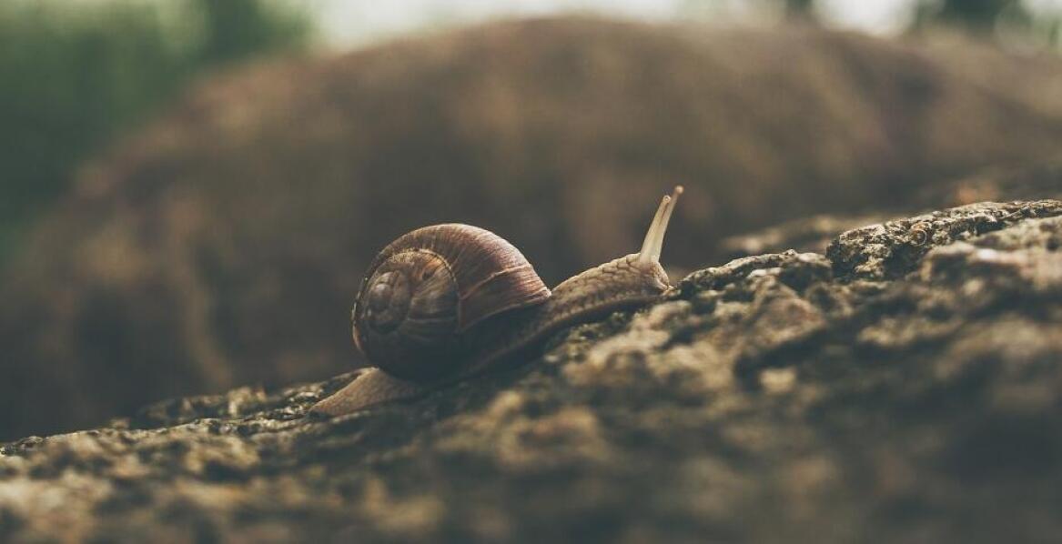 Jakie wyzwania przynosi zmiana klimatu dla hodowli ślimaków?