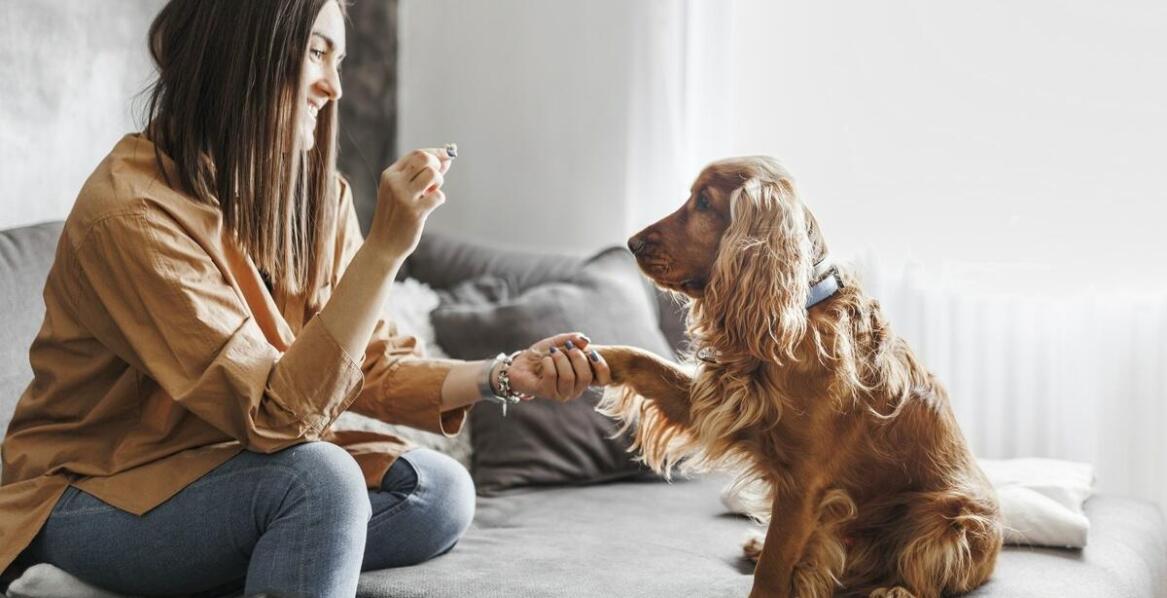 Znaczenie rehabilitacji psów po trudnych doświadczeniach w procesie adopcyjnym