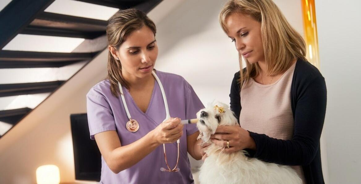 Znaczenie intensywnej medycznej opieki w ratowaniu życia zwierząt