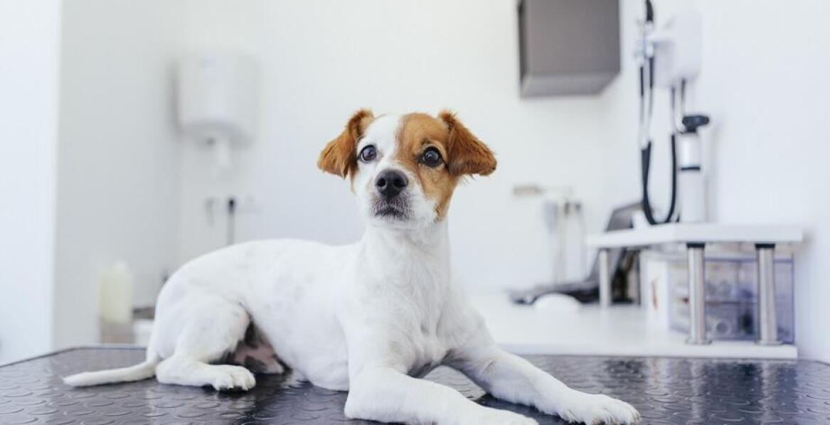 Znaczenie zdrowotnej profilaktyki oferowanej przez całodobowego weterynarza