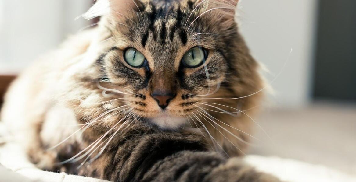 Rola wspólnej przestrzeni w wspieraniu socjalizacji między kotami