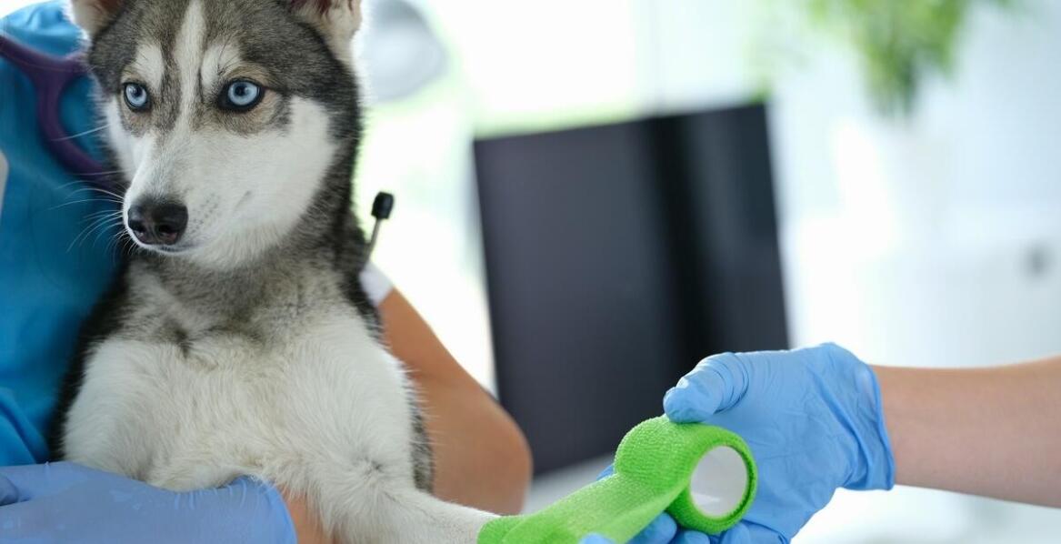 Chirurgia ortopedyczna u zwierząt – kiedy warto skorzystać z usług weterynarza w Warszawie?