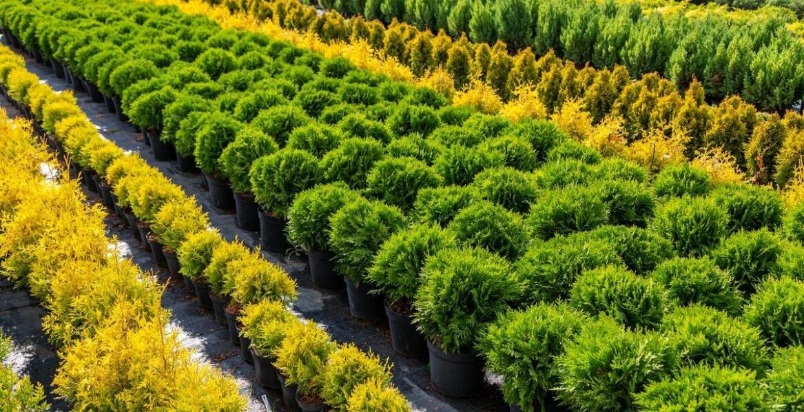 Jakie ozdobne trawy warto kupić w sklepie ogrodniczym w Warszawie?