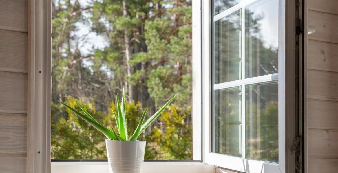 Cylindryczna wężownica: jak zapewnić jej optymalne warunki wzrostu w domu?