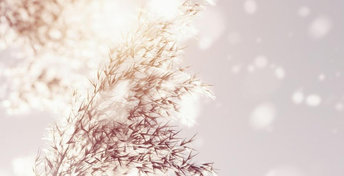 Jakie najładniejsze miskanty wybrać do naturalnych osłon?