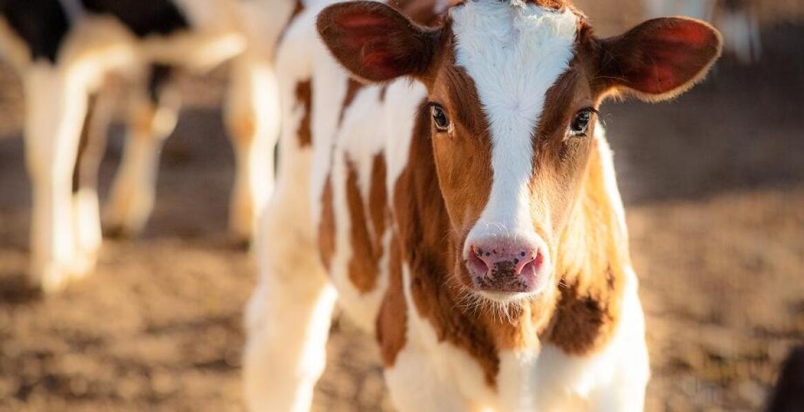 Jak poprawić zdrowie cieląt dzięki odpowiednim paszowym suplementom?