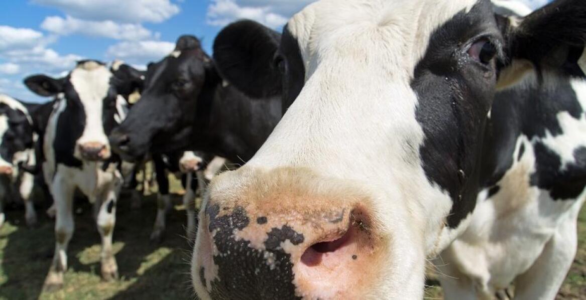 Jakie zagrożenia niosą mykotoksyny i jak im przeciwdziałać za pomocą preparatów?