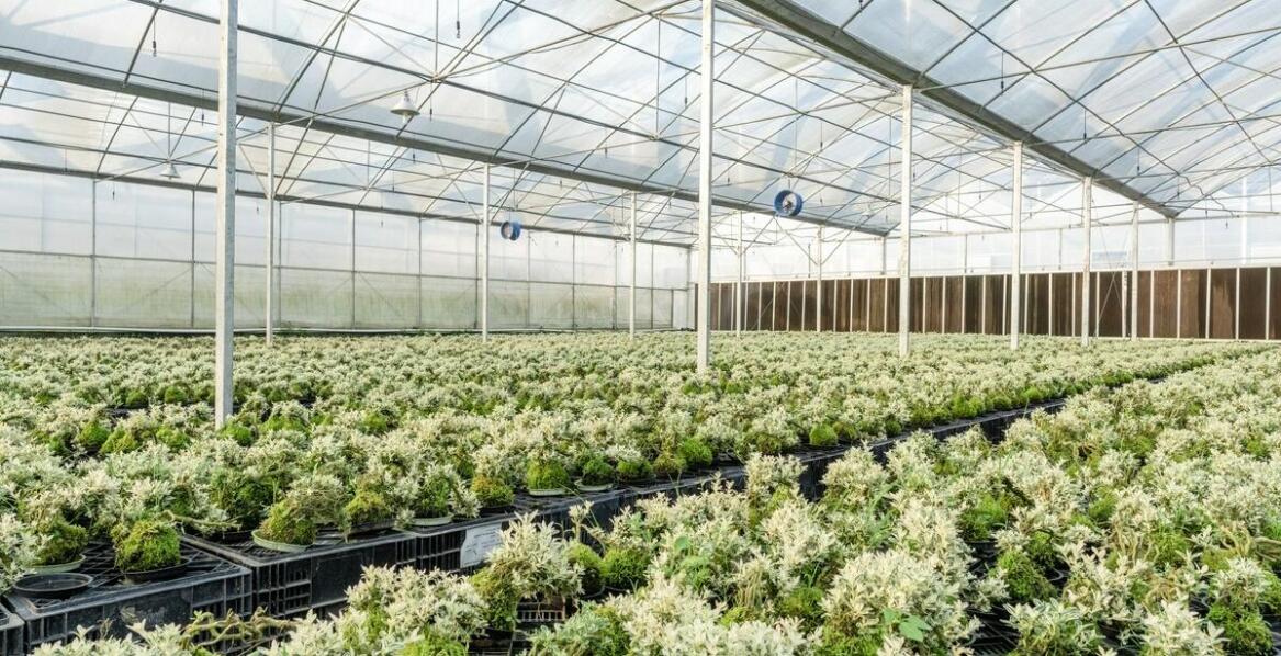 Czy garażowa nagrzewnica sprawdzi się w szklarniach?