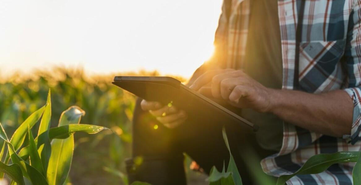 Jakie są możliwości rozwoju darmowego programu do zarządzania stadem bydła?