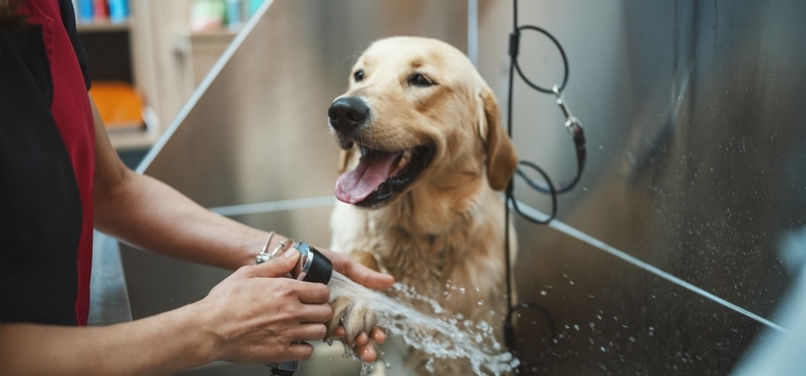 Pielęgnacja psiej sierści w profesjonalnym spa - co warto wiedzieć?