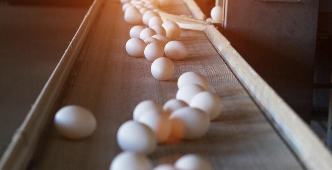 Znaczenie dezynfekcji jaj w zapewnieniu bezpieczeństwa żywnościowego