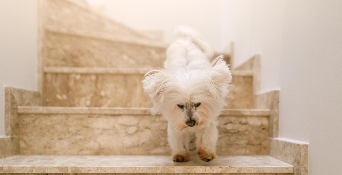 Schody dla psa w mieszkaniach – jak dopasować je do małych przestrzeni?