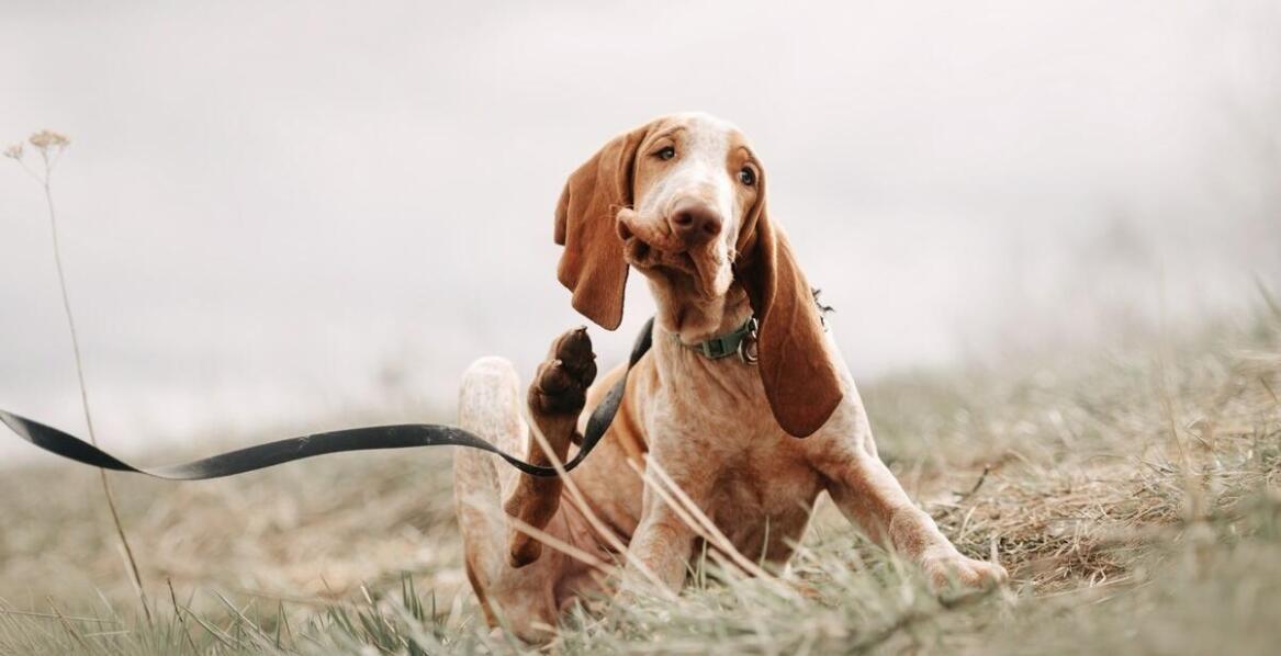 Reproduktor włoski wyżeł: jakie zdrowotne badania są niezbędne?