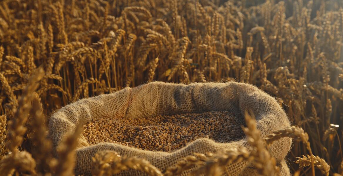 Zrównoważony rozwój dzięki efektywnemu zarządzaniu zbiorów zbóż