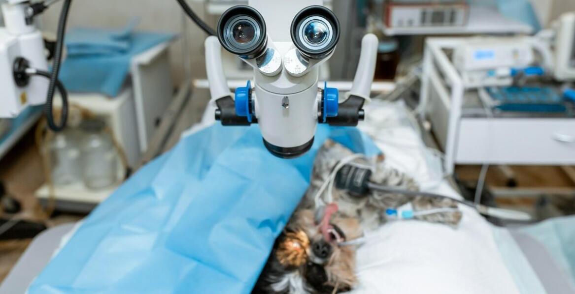 Znaczenie weterynaryjnej chirurgii w leczeniu urazów u domowych zwierząt