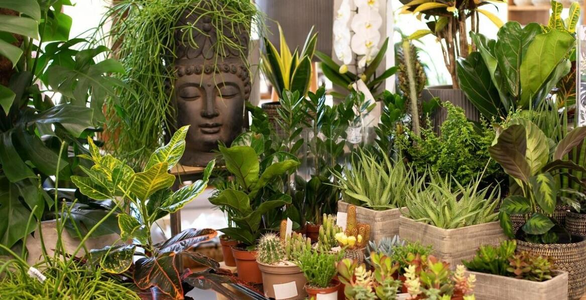 Najlepsze praktyki w pielęgnacji tropikalnych roślin w mieszkaniu